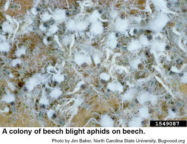 Beech blight aphids 